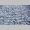 2017_06_03_1182_Telegraph_Cove-Whale_Watching_Tour_IMG_0294_72dpi.jpg